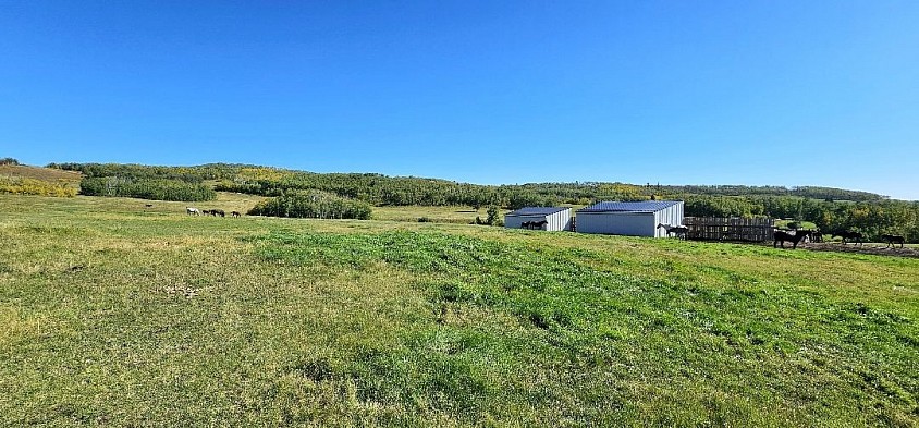 Moose Spring broodmares