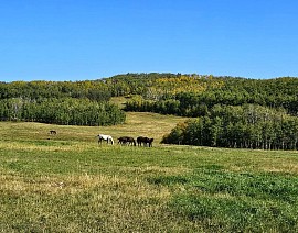 Moose Spring mares and foals